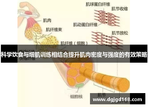 科学饮食与增肌训练相结合提升肌肉密度与强度的有效策略